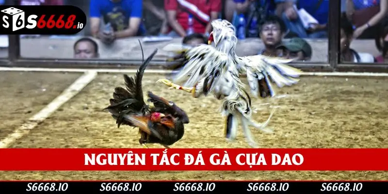 Các nguyên tắc đặc trưng khi tham gia chọi gà cựa dao Các nguyên tắc đặc trưng khi tham gia chọi gà cựa dao